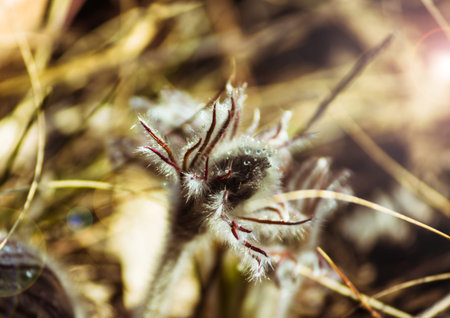 A blossoming bud dream of a grass with small dew drops on a sunny morning.
