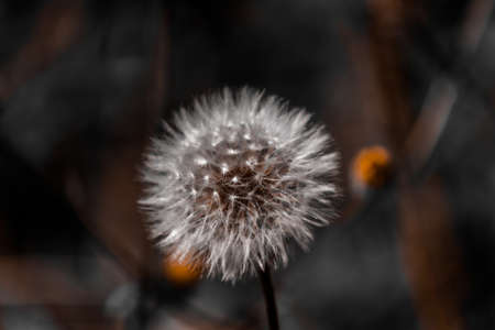 White fluffy dandelion close-up on a dark nature background. High quality.の写真素材