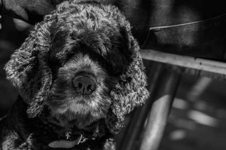 Cocker terrier with long curly hair. Black and white photo. High quality photoの写真素材