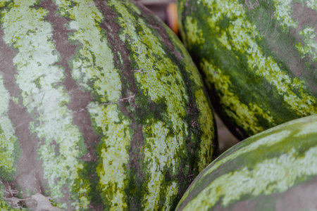 A close-up of striped green watermelons are sold at a grocery store. Autumn harvest.