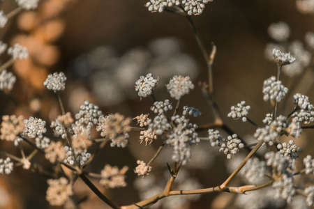 Many small flowers of a poisonous hemlock on a blurred background. High quality photoの写真素材