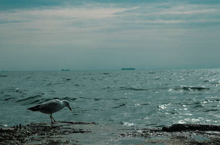 Albatross stands on a concrete slab near the Black Sea in Odessa. High quality photoの写真素材
