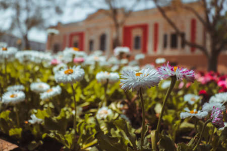 Blooming flowers on the background of a historic building in Odessa. High quality photoの写真素材