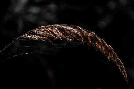 Dry spikelet with spiderweb illuminated by light on a dark background. High quality photoの写真素材