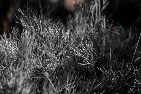 Natural dark black and white background. A lot of grass close-up. High quality photoの写真素材