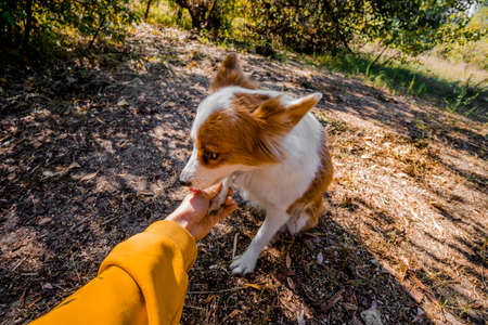 The human hand holds a dogs paw. A small dog performs a command in nature. Help and love for animals. High quality photoの写真素材