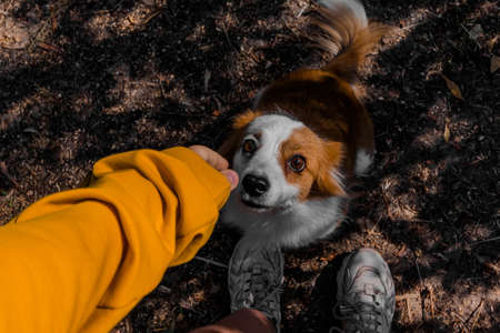 The dog looks up at the person who is about to pet it. Taking care of animals. High quality photoの写真素材