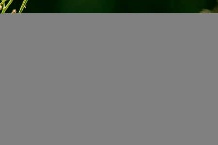 Dark green natural background with small yellow buds. High quality photoの写真素材