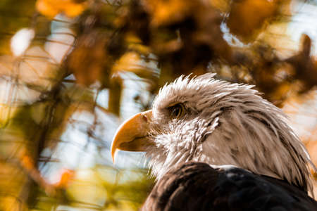 Eagle head close-up on a background of trees. High quality photoの写真素材