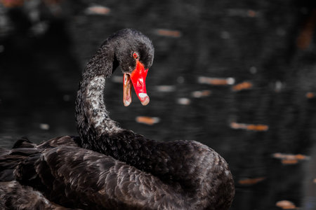 A black swan with an open red beak against the background of a dark black lake. High quality photoの写真素材