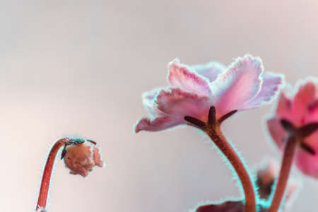 The buds of pink violets grow and stretch upward. Vertical photo. High quality photoの写真素材