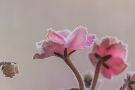The buds of pink violets grow and stretch upward. Vertical photo. High quality photoの写真素材