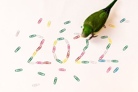 Number 2022 is laid out of multicolored paper clips on a white background. The green parrot monk is preparing for the new year 2022. High quality photoの写真素材