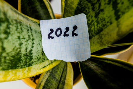 New year 2022. The number 2022 is written on a piece of paper and lies on the green leaves of a house plant. High quality photoの写真素材
