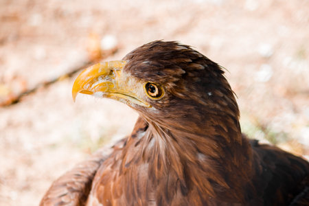 The golden eagle looks up in profile. Eagle head. high quality photo