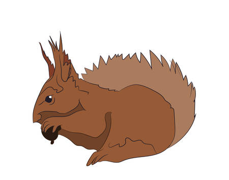 squirrel gnaws nuts vector illustrationのイラスト素材
