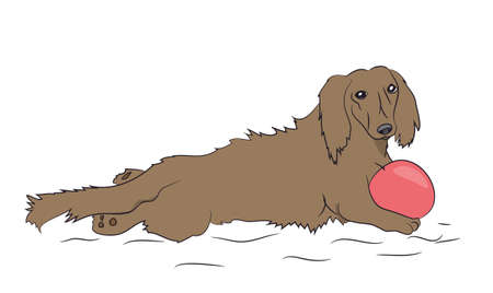 dachshund brown, vector, white backgroundのイラスト素材