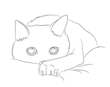 cat portrait, lines, vector, white background, cat portraitのイラスト素材