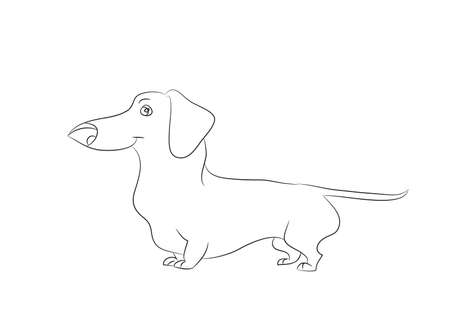 Vector illustration of a cartoon dachshund that stands drawing with lines, white background.のイラスト素材