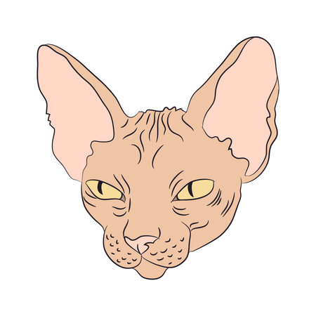 cat portrait, vector, white background, color drawingのイラスト素材