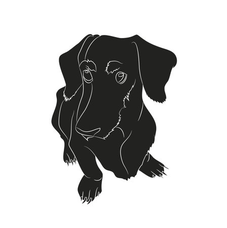 Vector illustration of a dachshund that sits, silhouette, vector, white background.のイラスト素材