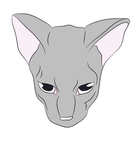 cat portrait, vector, white background, color drawingのイラスト素材