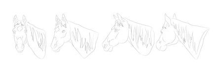 horse portrait vector illustration, line drawing, vector, white backgroundのイラスト素材