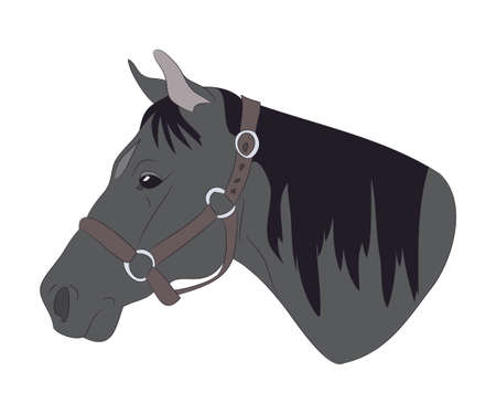 horse portrait vector illustration, color illustration, vector, white backgroundのイラスト素材