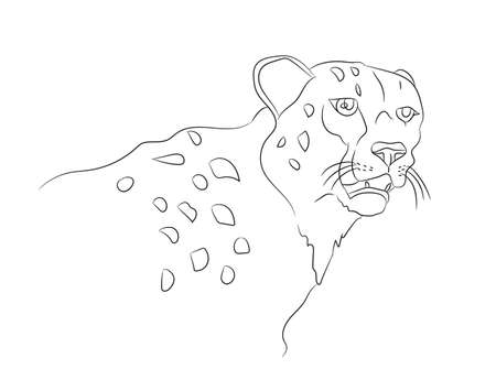 cheetah vector illustration, line drawing, vector, white backgroundのイラスト素材