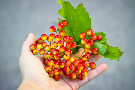 rowanの写真素材