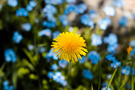 dandelionの写真素材