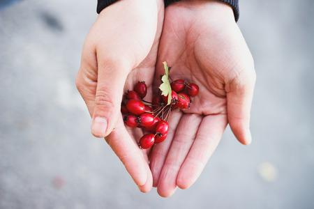 Berries in handsの写真素材