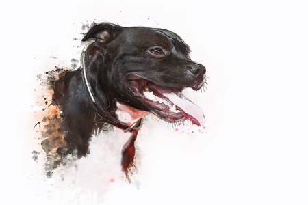 Painting of Dog Pit bull Terrierの写真素材