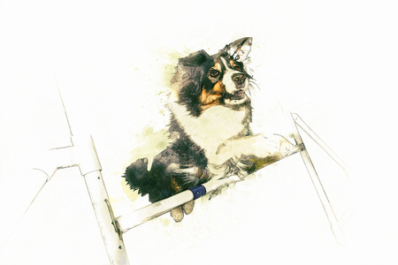 Border Collie illustration on white backgroundの写真素材