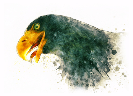 eagle portrait color illustrationの写真素材