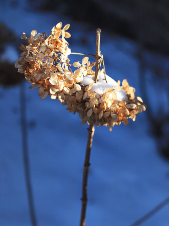 The remains of a hydrangea