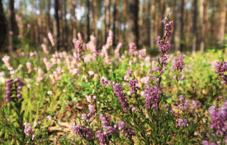 Common heather in polish forest.の写真素材