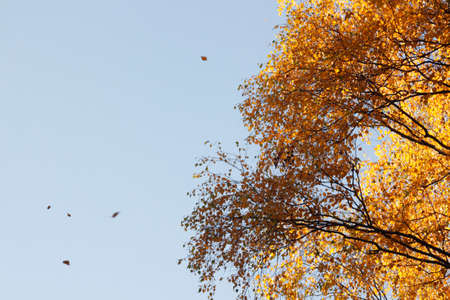 Leaves falling from a autumn treeの写真素材