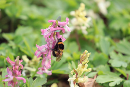 A bumblebee in the genus Bombus on the flowers of Corydalis cava