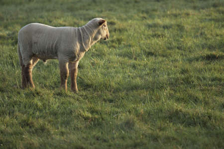 A sheep in the pasture in the morning.の写真素材