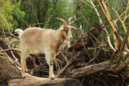 A goat (Capra hircus) standing on bough