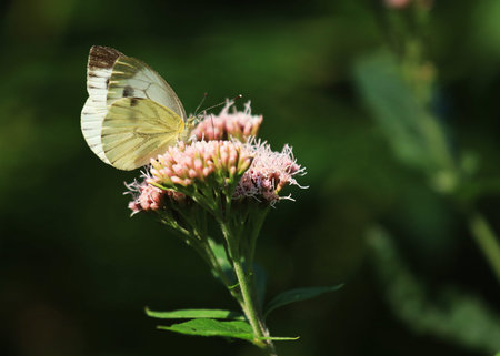 The green-veined white on the eupatorium cannabinum
