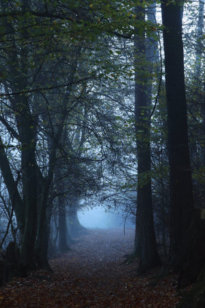 Forest path in the fog (autumn)の写真素材