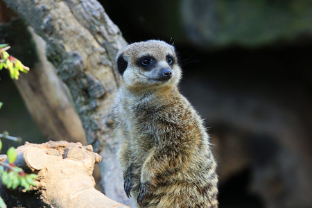 The meerkat at ZOO in Landau in der Pfalz