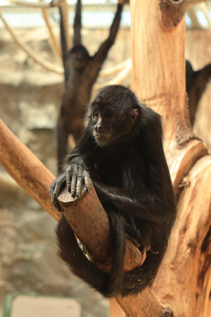 Brown-headed spider monkey at ZOO in Landau in der Pfalz