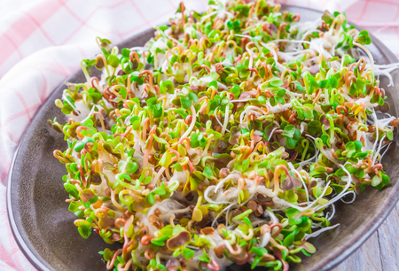 radish sprouts on a stoneware plate. studio shotの写真素材
