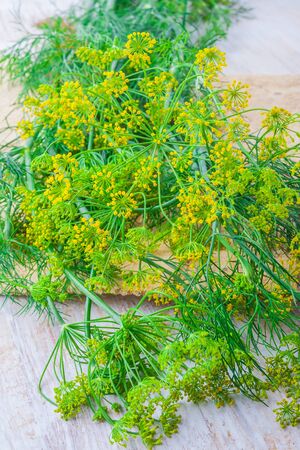 flowers fresh dill on a white wooden table. studio shotの写真素材