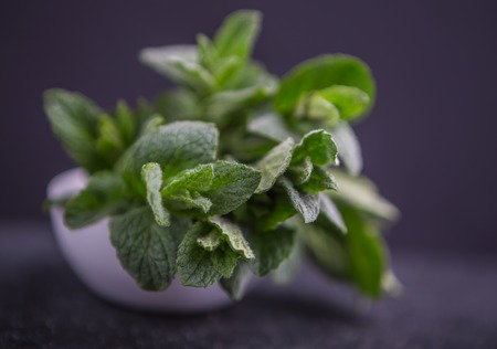 Fresh mint leaves on black background. studio shotの写真素材