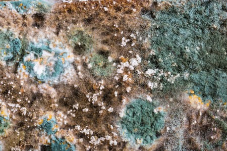 Moldy sliced brown bread  mustiness background, studio shotの写真素材