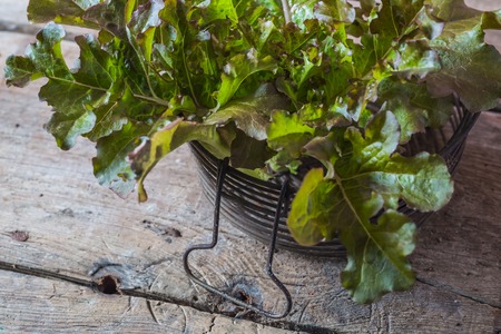 Fresh green organic lettuce on a wooden rustic backgroundの写真素材